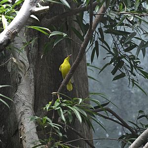 JungleWorld - Black-naped Oriole (Oriolus chinensis)