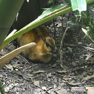 JungleWorld - Greater Oriental Chevrotain (Tragulus napu)
