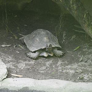 JungleWorld - Asian Brown Tortoise (Manouria emys emys)