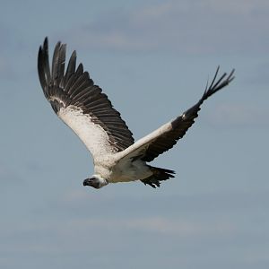 White-backed vulture (Gyps africanus)