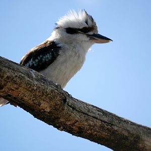 Laughing kookaburra (Dacelo novaeguineae)