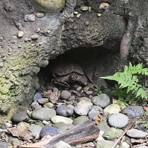 JungleWorld - Spiny Terrapin (Heosemys spinosa)