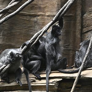 JungleWorld - Silvered Leaf Monkeys (Trachypithecus cristatus)