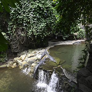 JungleWorld - Gharial (Gavialis gangeticus) Exhibit