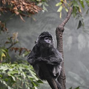 JungleWorld - Javan Lutung (Trachypithecus auratus)
