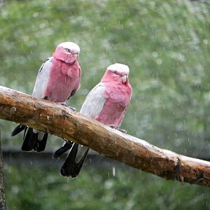 Galah (Eolophus roseicapilla)