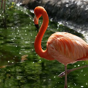 American flamingo (Phoenicopterus ruber)