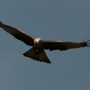 Black kite (Milvus migrans)