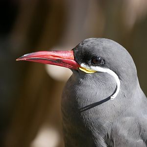 Inca tern (Larosterna inca)