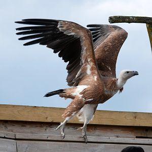 Eurasian griffon vulture (Gyps fulvus)