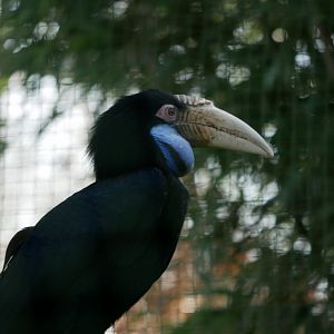Wreathed hornbill (Rhyticeros undulatus) - female