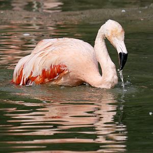 Chilean flamingo (Phoenicopterus chilensis)