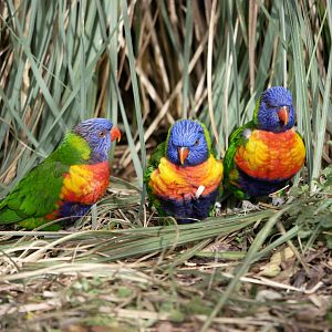 Coconut lorikeet (Trichoglossus haematodus)