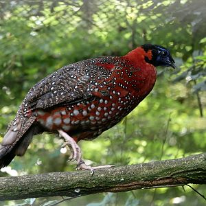 Satyr tragopan (Tragopan satyra)