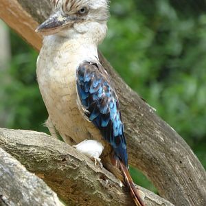Blue-winged kookaburra (Dacelo leachii)
