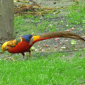 Golden pheasant (Chrysolophus pictus)