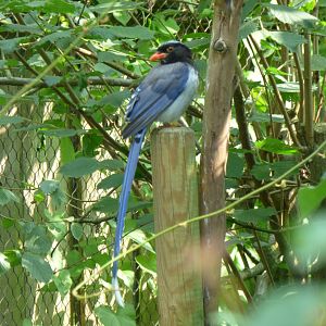 Red-billed blue magpie (Urocissa erythroryncha)