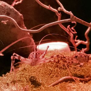 Bat cave- Camel Cricket 230225