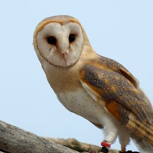 Western barn owl (Tyto alba)