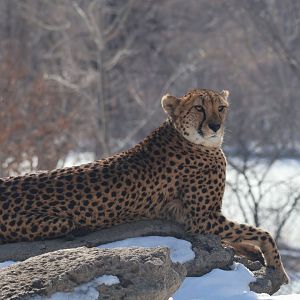 Cheetah