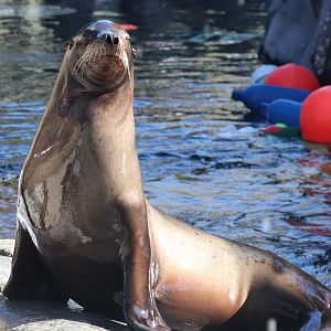 California Sea Lion