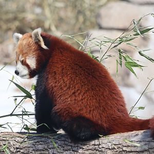 Red Panda