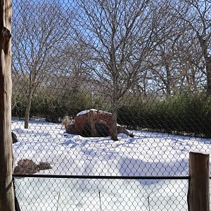 Kalahari Kingdom - Spotted Hyena Enclosure