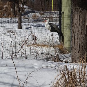 Kalahari Kingdom - Wattled Crane