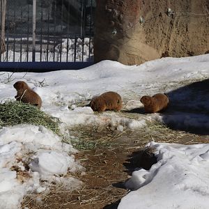 Nature’s Neighborhood - Black Tailed Prairie Dog
