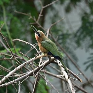 World of Birds - White-fronted Bee-Eater (Merops bullockoides) with a little snack