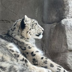 Snow Leopard