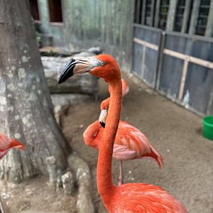 American Flamingo