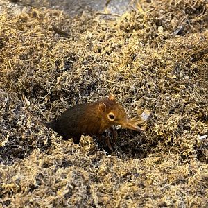 Black and Rufous Giant Elephant Shrew