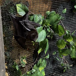 Rodrigues Fruit Bat