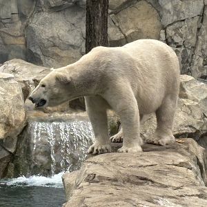 Polar Bear