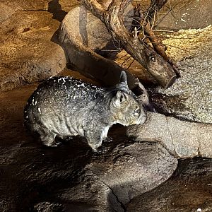 Southern Hairy Nosed Wombat