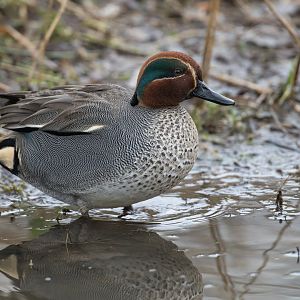 Teal (wild), UK