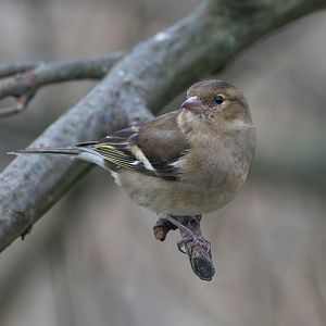 Chaffinch (f), wild, UK