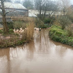 Chilean flamingo enclosure 140225