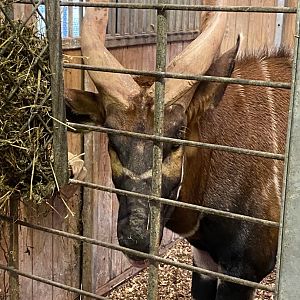 Eastern bongo 140225