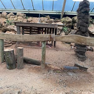 Crested porcupine enclosure 140225
