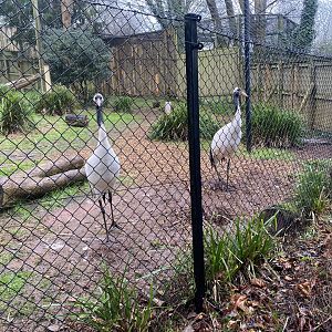 Red-crowned cranes 140225