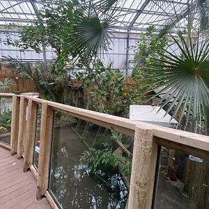 Crocodile Swamp - Cuban crocodile exhibit 140225