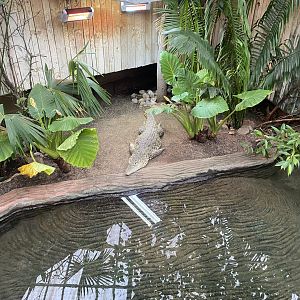 Crocodile Swamp - Cuban crocodile 140225