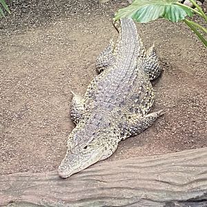 Crocodile Swamp - Cuban crocodile 140225
