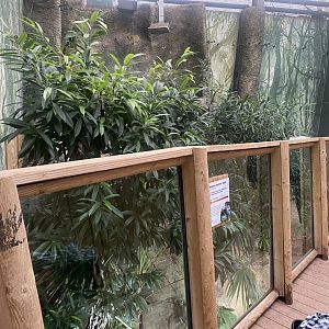 Crocodile Swamp - Mangrove monitor exhibit 140225