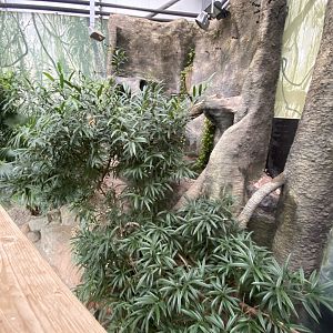 Crocodile Swamp - Mangrove monitor exhibit 140225