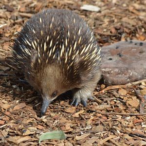 Bonorong Sanctuary - Short Beaked Echidna