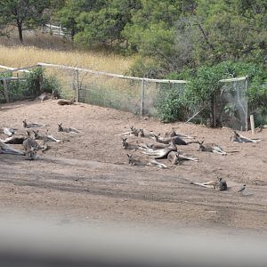 Bonorong Sanctuary - Eastern Grey Kangaroos