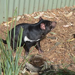 Bonorong Sanctuary - Tasmanian Devil